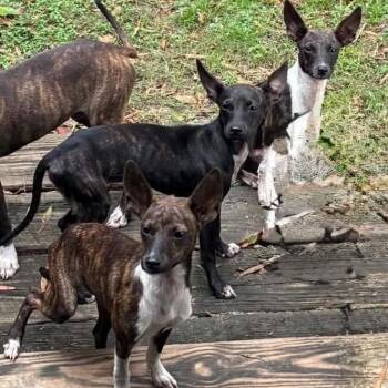 Bambi -  Mixed Breed Dog for Adoption in East Hanover, New Jersey - Bambi | PetCurious