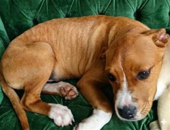 Mixed Breed Dogs Available for Adoption - BERNARDO | PetCurious