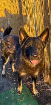 Rescue Shepherd Dogs for Adoption - SHELDON | PetCurious