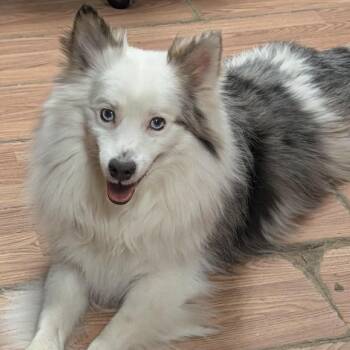 American Eskimo Dog and Australian Shepherd Dogs Available for Adoption - Juju | PetCurious
