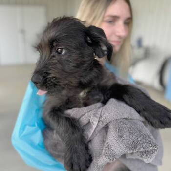 Oberon -  Mixed Breed Dog for Adoption in Hendersonville, North Carolina - Oberon | PetCurious