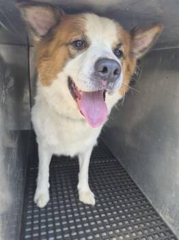 Pen 120c -  Shepherd and Siberian Husky Dog for Adoption in Lawrenceville, Georgia - Pen 120c | PetCurious