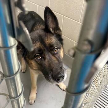 Oliver -  German Shepherd Dog Dog for Adoption in Batavia, Ohio - Oliver | PetCurious