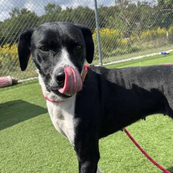Dawn -  Mixed Breed Dog for Adoption in Bristol, Indiana - Dawn | PetCurious
