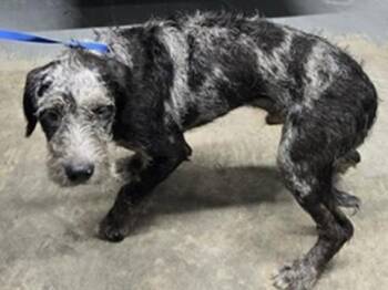 SPOTTY -  Poodle and Pit Bull Terrier Dog for Adoption in Tallahassee, Florida - SPOTTY | PetCurious