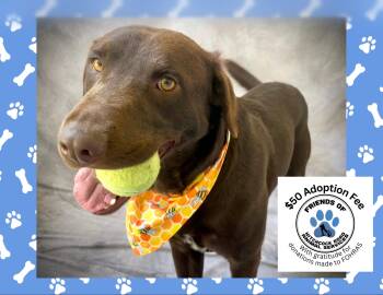 Axel -  Chocolate Labrador Retriever and Border Collie Dog for Adoption in Salinas, California - Axel | PetCurious