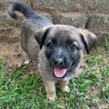 Denver -  Shepherd and Mixed Breed Dog for Adoption in Pelham, New Hampshire - Denver | PetCurious