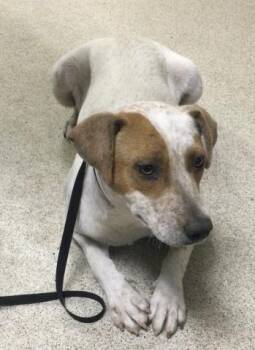 Rescue Terrier and Mixed Breed Dogs for Adoption in Riverside, California - MARIA | PetCurious