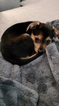 Ernie -  Chihuahua and Australian Shepherd Dog for Adoption in Fort Wayne, Indiana - Ernie | PetCurious