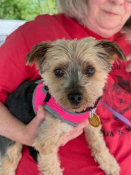 Yorkshire Terrier Dogs Available for Adoption in Hampton, Virginia - Piper Star | PetCurious
