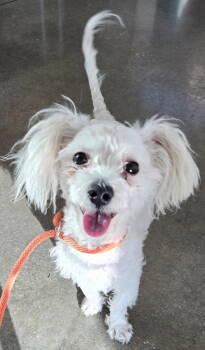 Rescue Maltese Dogs for Adoption in San Antonio, Texas - Pepe | PetCurious