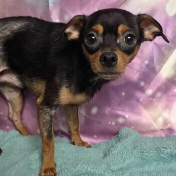 Albert -  Chihuahua and Miniature Pinscher Dog for Adoption in Boulder, Colorado - Albert | PetCurious