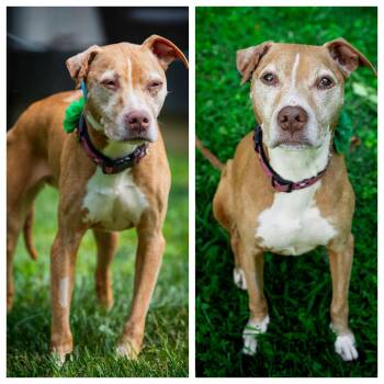 Kenzie -  American Bully Dog for Adoption in Milford, Ohio - Kenzie | PetCurious