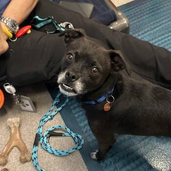 Kenny -  Chihuahua and Mixed Breed Dog for Adoption in Los Angeles, California - Kenny | PetCurious