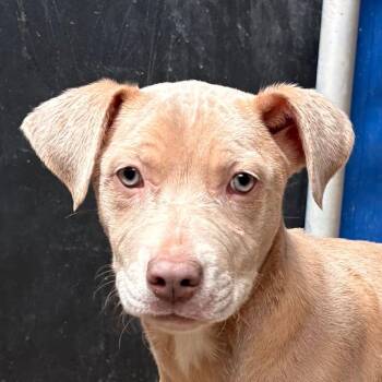 Terrier Dogs Available for Adoption - Francesca | PetCurious