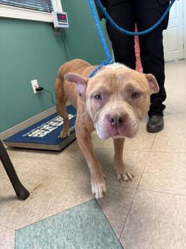 Tank -  Pit Bull Terrier Dog for Adoption in Providence Forge, Virginia - Tank | PetCurious