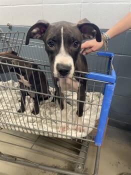 ZACK -  American Staffordshire Terrier and Mixed Breed Dog for Adoption in Tallahassee, Florida - ZACK | PetCurious
