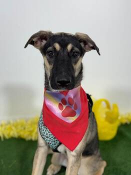 German Shepherd Dog and Labrador Retriever Dogs Available for Adoption in Carlsbad, California - Lucille | PetCurious