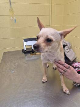 Chihuahua Dogs Available for Adoption - Penny | PetCurious