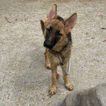 German Shepherd Dog Dogs Available for Adoption in Philadelphia, Pennsylvania - Axle | PetCurious