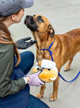 Titus- IN FOSTER -  Mixed Breed Dog Available for Adoption in Chamblee, Georgia - Titus- IN FOSTER | PetCurious