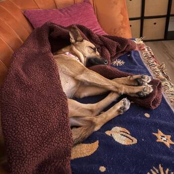 Maple -  Black Mouth Cur Dog for Adoption in Hobe Sound, Florida - Maple | PetCurious