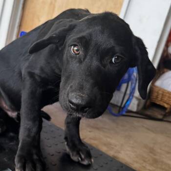 Tony -  Labrador Retriever and Mixed Breed Dog Available for Adoption in Clarksdale, Mississippi - Tony | PetCurious