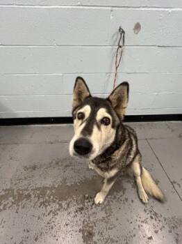 Nutmeg -  Siberian Husky Dog for Adoption in Sacramento, California - Nutmeg | PetCurious