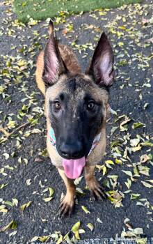 Belgian Shepherd Malinois Dogs Available for Adoption - LEO | PetCurious