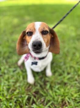 Wilma -  Beagle and Mixed Breed Dog for Adoption in Aiken, South Carolina - Wilma | PetCurious