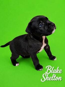 Blake -  Bernese Mountain Dog and Labrador Retriever Dog for Adoption in Morton Grove, Illinois - Blake | PetCurious