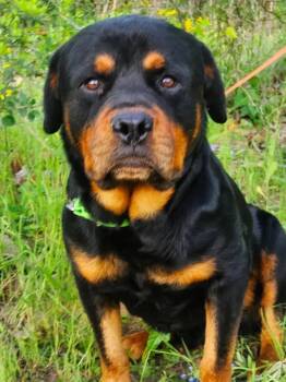 Rottweiler Dogs Available for Adoption - Doug | PetCurious