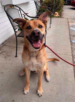 Stone -  German Shepherd Dog Dog for Adoption in Muskegon, Michigan - Stone | PetCurious