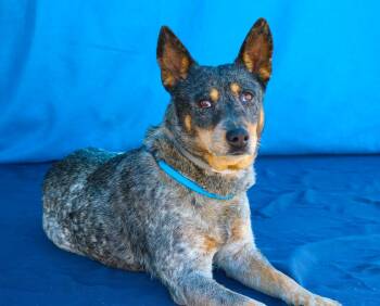 Australian Cattle Dog Blue Heeler Dogs Available for Adoption - COWGIRL | PetCurious