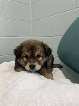 Australian Shepherd and Mixed Breed Dogs Available for Adoption in Corpus Christi, Texas - AUTUMN | PetCurious