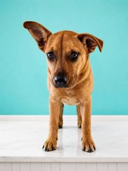 Boxer and Mixed Breed Dogs Available for Adoption in West Memphis, Arkansas - Prairie | PetCurious