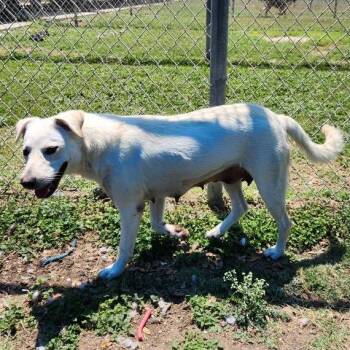 Brisket -  Shepherd and Mixed Breed Dog for Adoption in Corpus Christi, Texas - Brisket | PetCurious