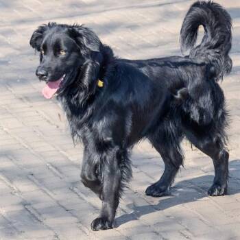 Flat Coated Retriever and Mixed Breed Dogs Available for Adoption in St. Louis, Missouri - SCOOTER | PetCurious