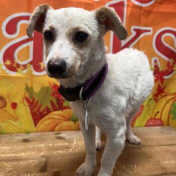 Rescue Chihuahua Dogs for Adoption in Normal, Illinois - Zuzu | PetCurious