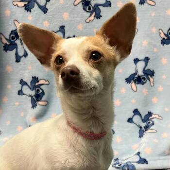 Chihuahua and Terrier Dogs Available for Adoption in Goleta, California - Ella | PetCurious
