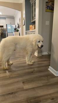 Smoke -  Great Pyrenees Dog for Adoption in Wando, South Carolina - Smoke | PetCurious