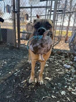 Labrador Retriever Dogs Available for Adoption - Nala | PetCurious