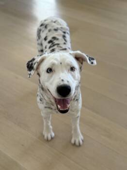 Khaleese -  Dalmatian and Australian Shepherd Dog for Adoption in West Hollywood, California - Khaleese | PetCurious