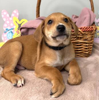 Mixed Breed Dogs Available for Adoption - CANYON | PetCurious
