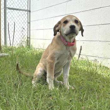 Tawny 1237 -  Mixed Breed Dog for Adoption in Loxahatchee Groves, Florida - Tawny 1237 | PetCurious