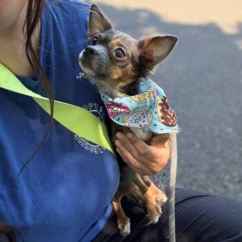 Ariana -  Chihuahua Dog for Adoption in Newberg, Oregon - Ariana | PetCurious