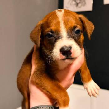 Willy -  Mixed Breed Dog for Adoption in Olathe, Kansas - Willy | PetCurious