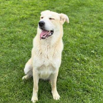 Skylar -  Great Pyrenees and Shepherd Dog for Adoption in Goleta, California - Skylar | PetCurious