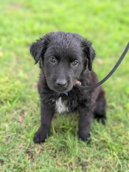 Amy -  Flat Coated Retriever and Mixed Breed Dog for Adoption in Aiken, South Carolina - Amy | PetCurious