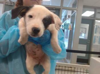 A478953 -  Australian Cattle Dog Blue Heeler Dog for Adoption in Oklahoma City, Oklahoma - A478953 | PetCurious